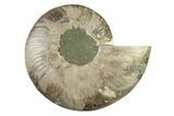 Cut & Polished Ammonite Fossil (Half) - Madagascar #341216-1